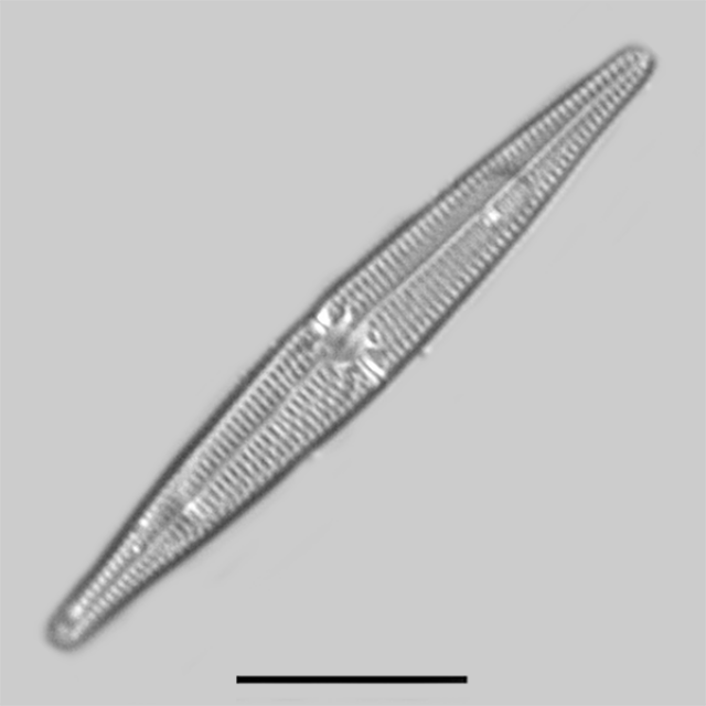 Tursicola ziemanii iconic