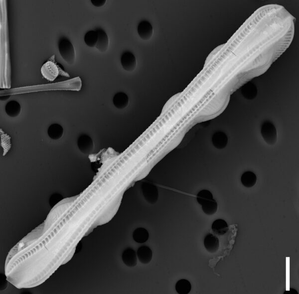 Surirella librile SEM2