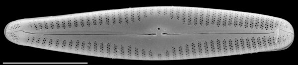 G Amerhombicum  Isotype Mix 012 Cl