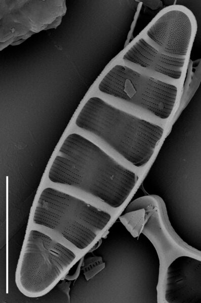 Tetracyclus  Iwb 25  Iii 2013 06 Bse 033 Clm