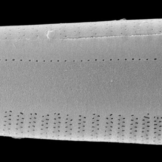 G Amerhombicum  Isotype Mix 011 Cl