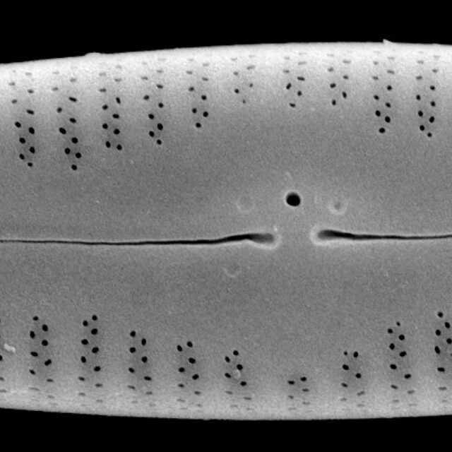 G Amerhombicum  Isotype Mix 012 Cl