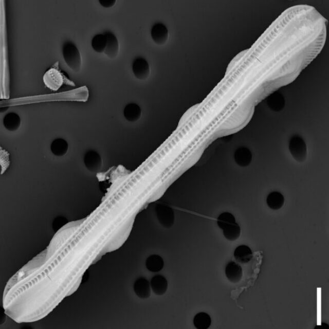 Surirella librile SEM2