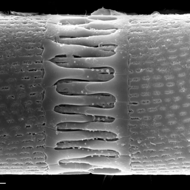 Aulacoseira italica SEM5