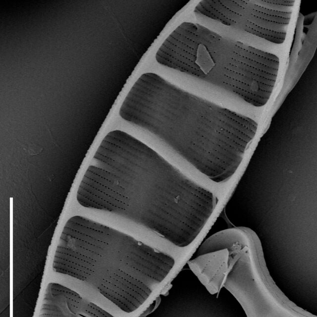 Tetracyclus  Iwb 25  Iii 2013 06 Bse 033 Clm