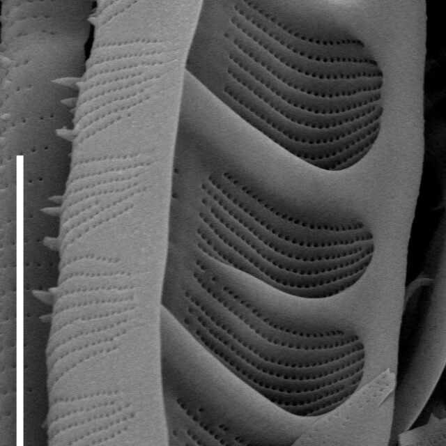 Tetracyclus  Iwb 25  Iii 2013 06 Bse 043 Clm