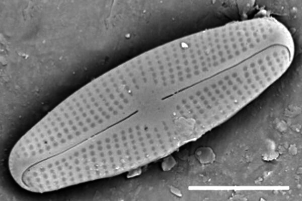 Adlafia Umiujaqensis SEM1