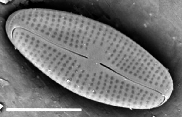 Adlafia Umiujaqensis SEM2 r