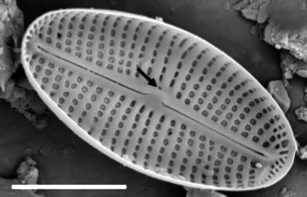 Adlafia Umiujaqensis SEM3