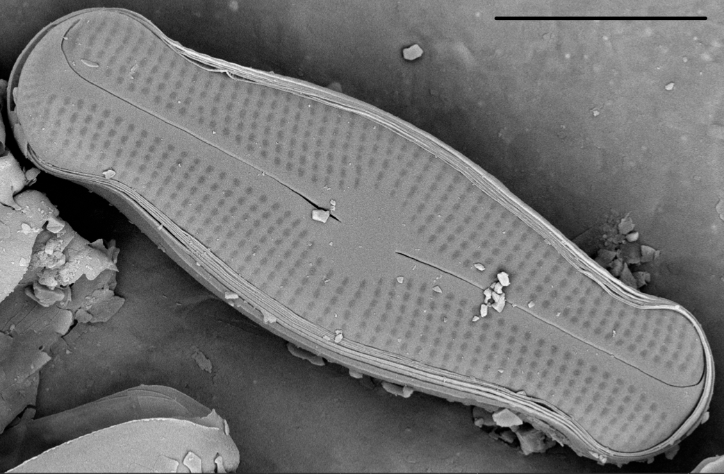 Adlafia ossiformis SEM1
