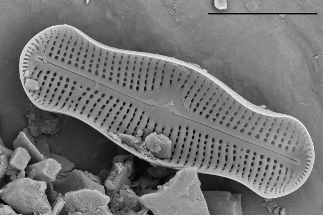 Adlafia ossiformis SEM2