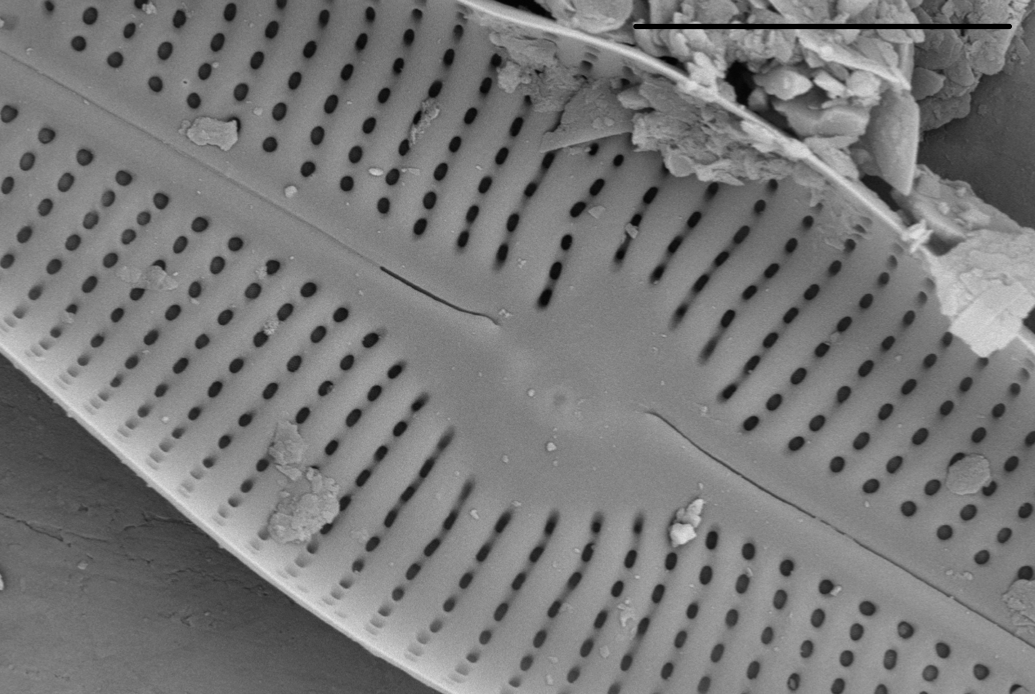 Adlafia ossiformis SEM3