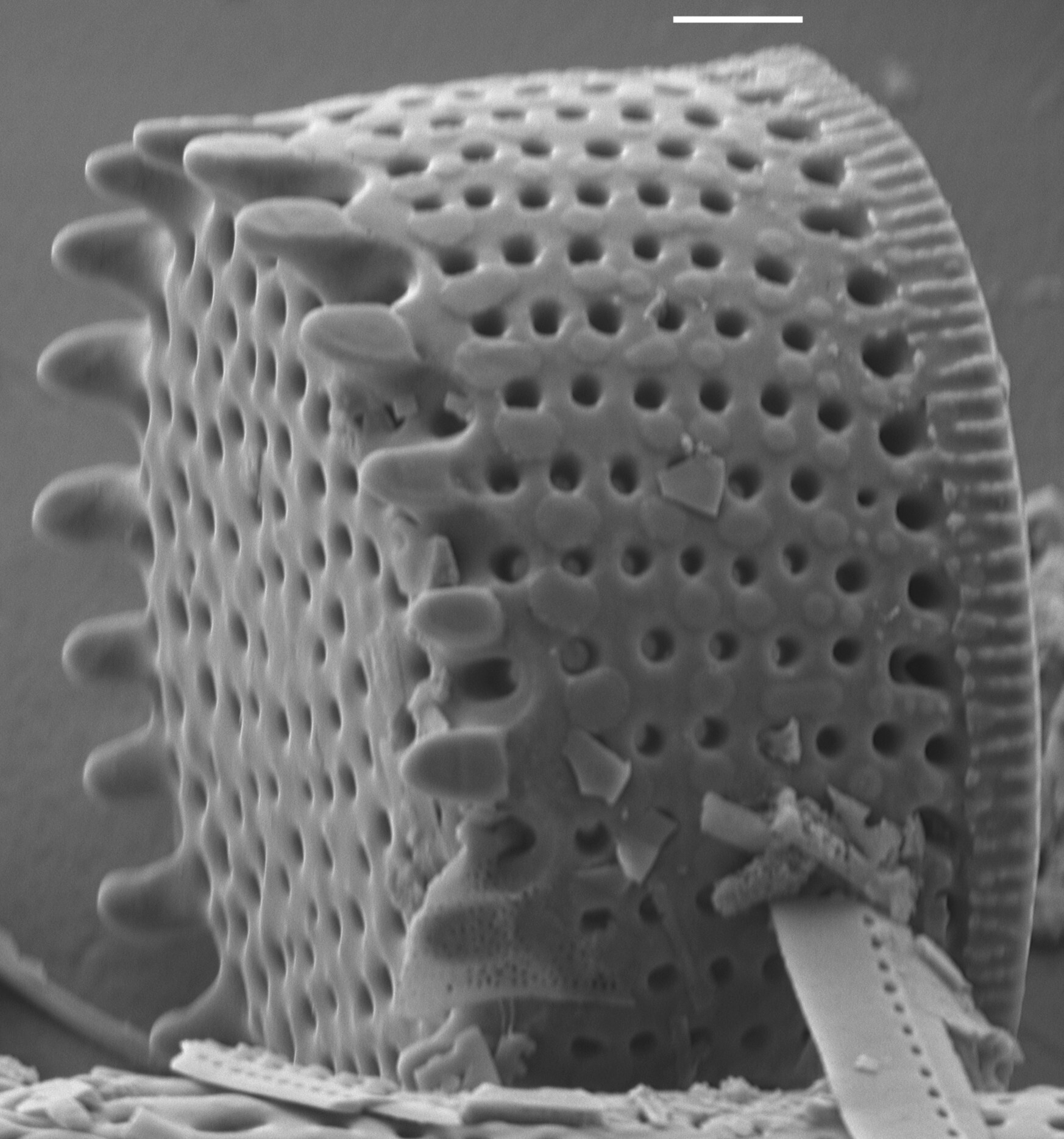 Aulacoseira scalaris SEM2
