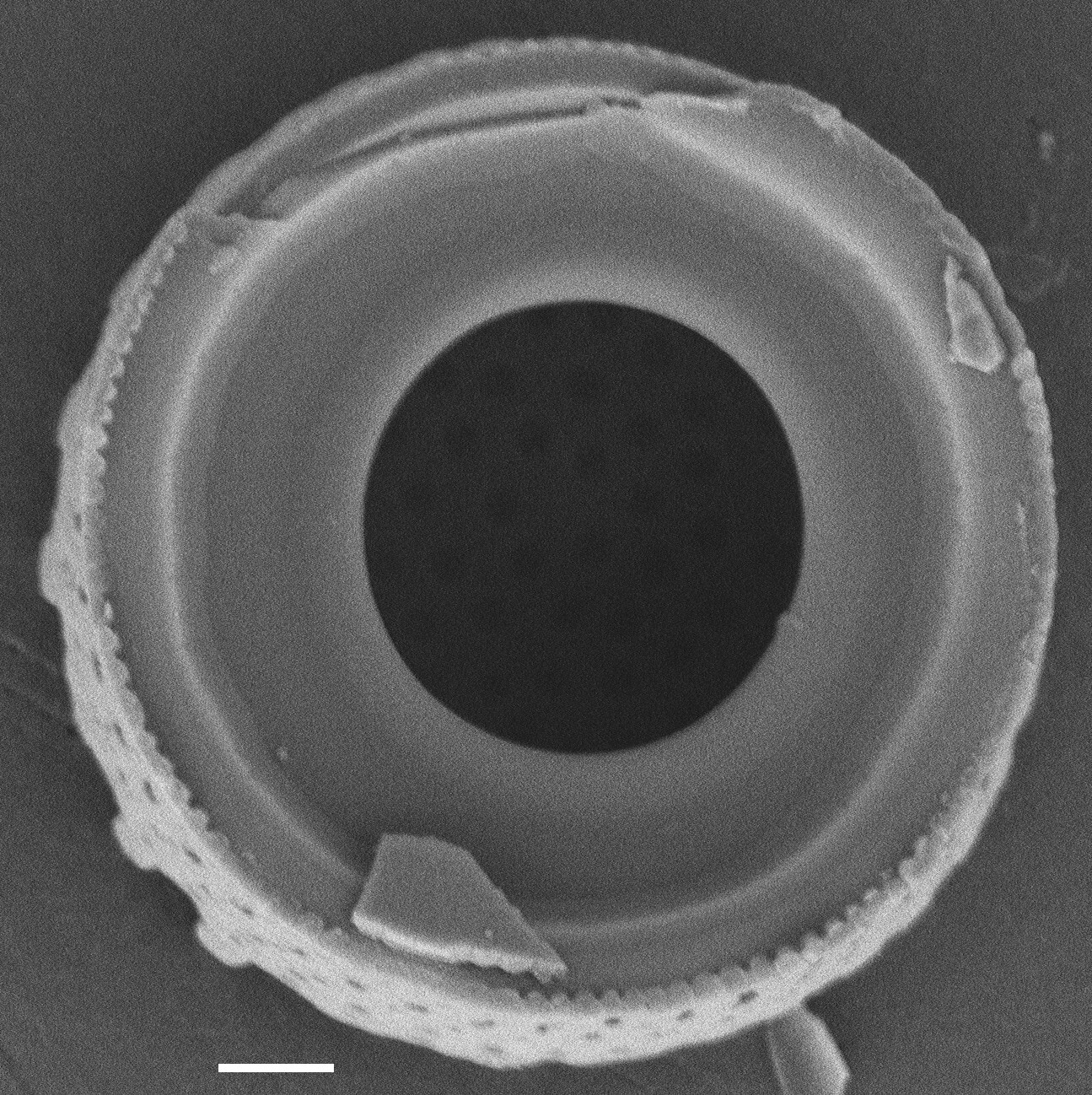 Aulacoseira scalaris SEM4