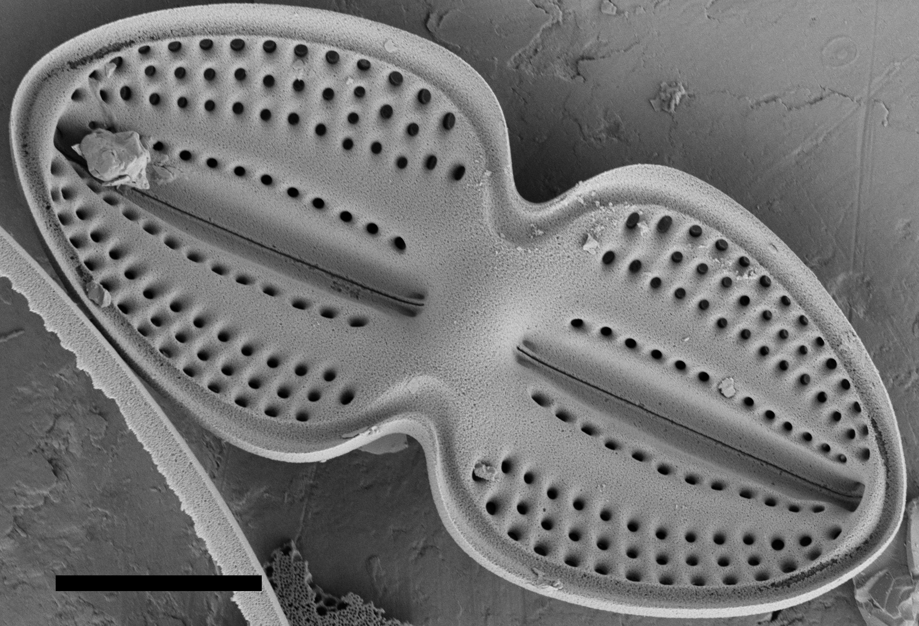 Diploneis bombus SEM1