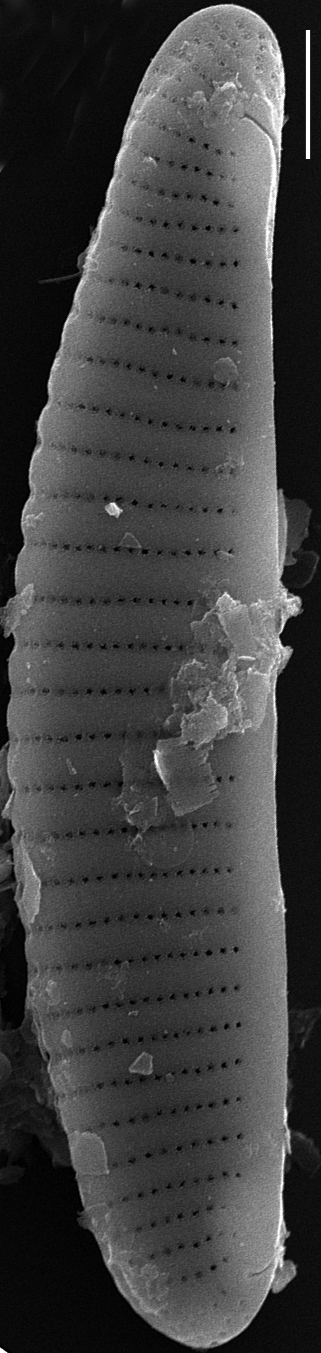 Eunotia papilioforma SEM3