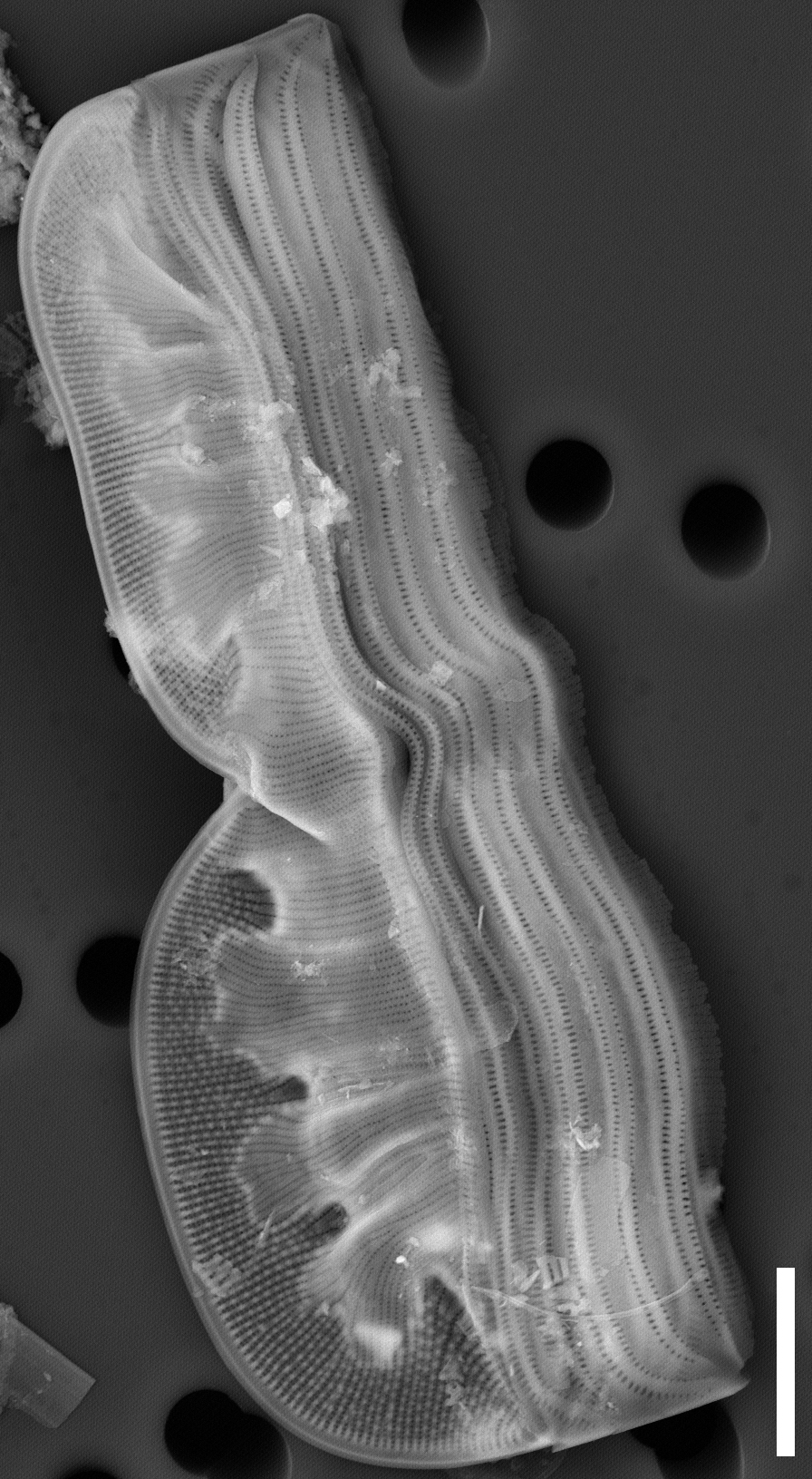 Entomoneis ornata SEM2