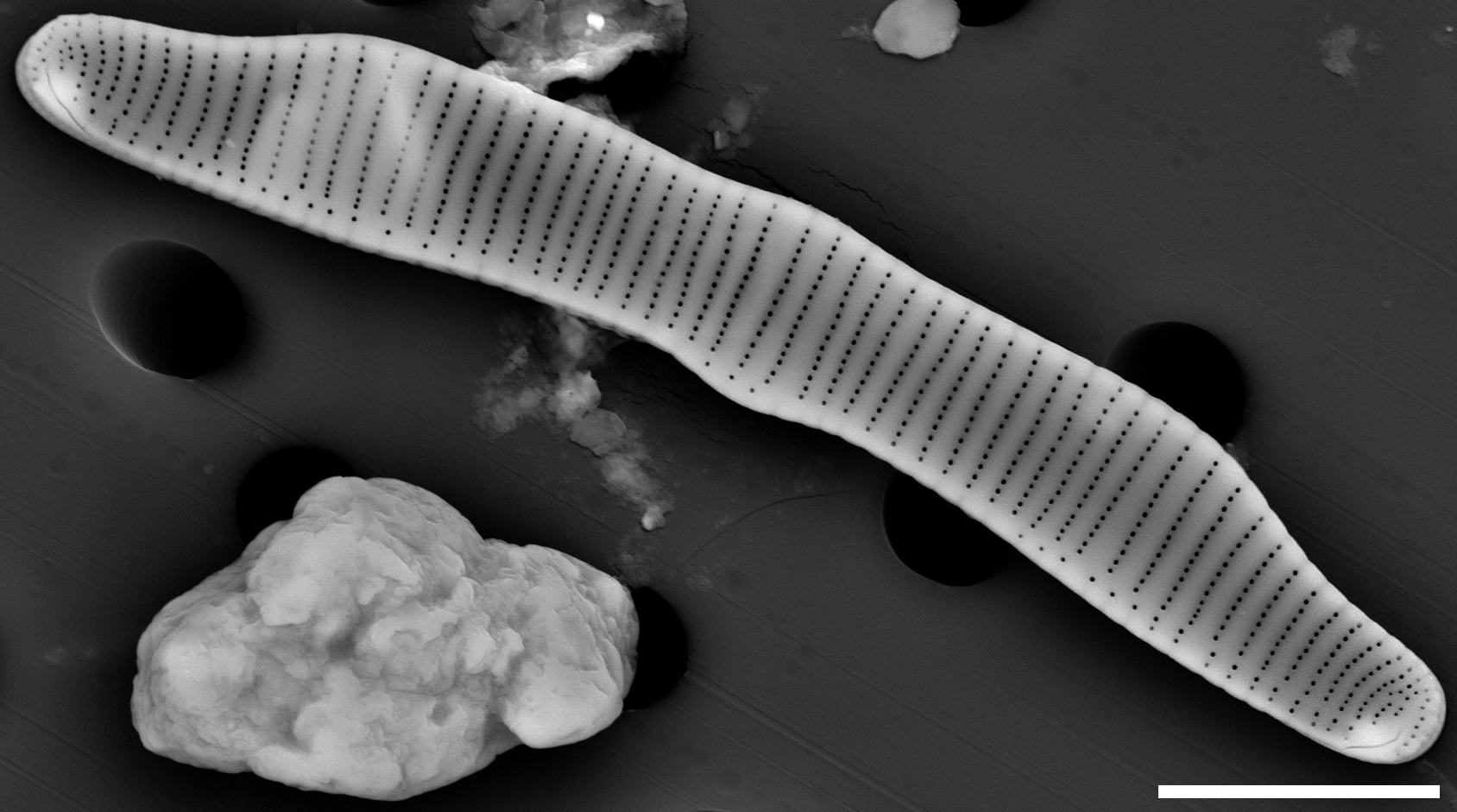 Eunotia pectinalis SEM1