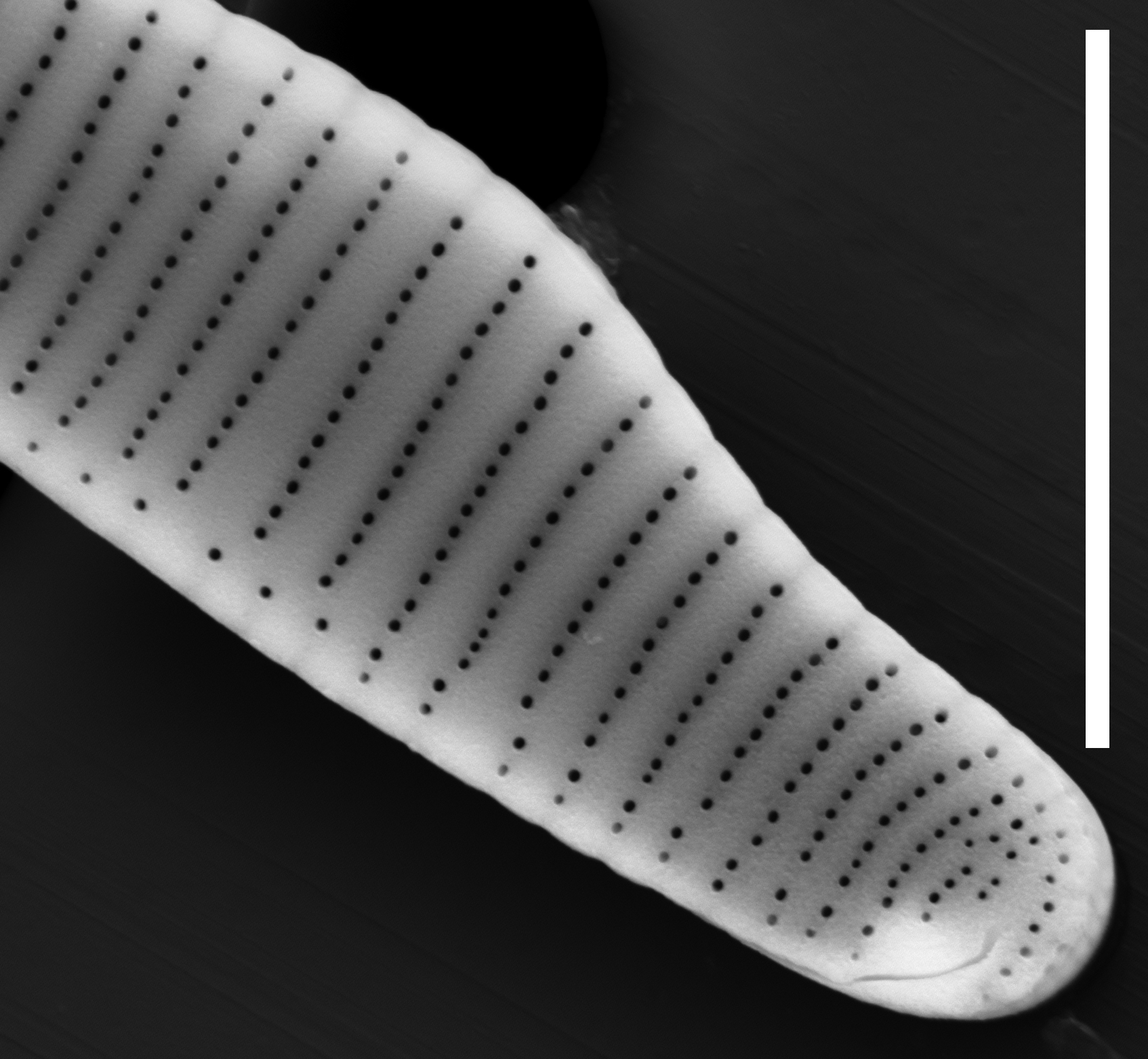 Eunotia pectinalis SEM2