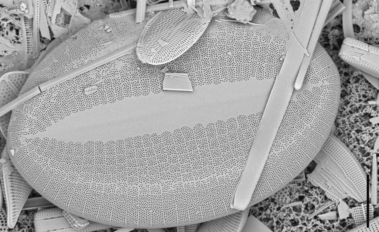 FL SPG9 stub2043 141 cocconeis edited
