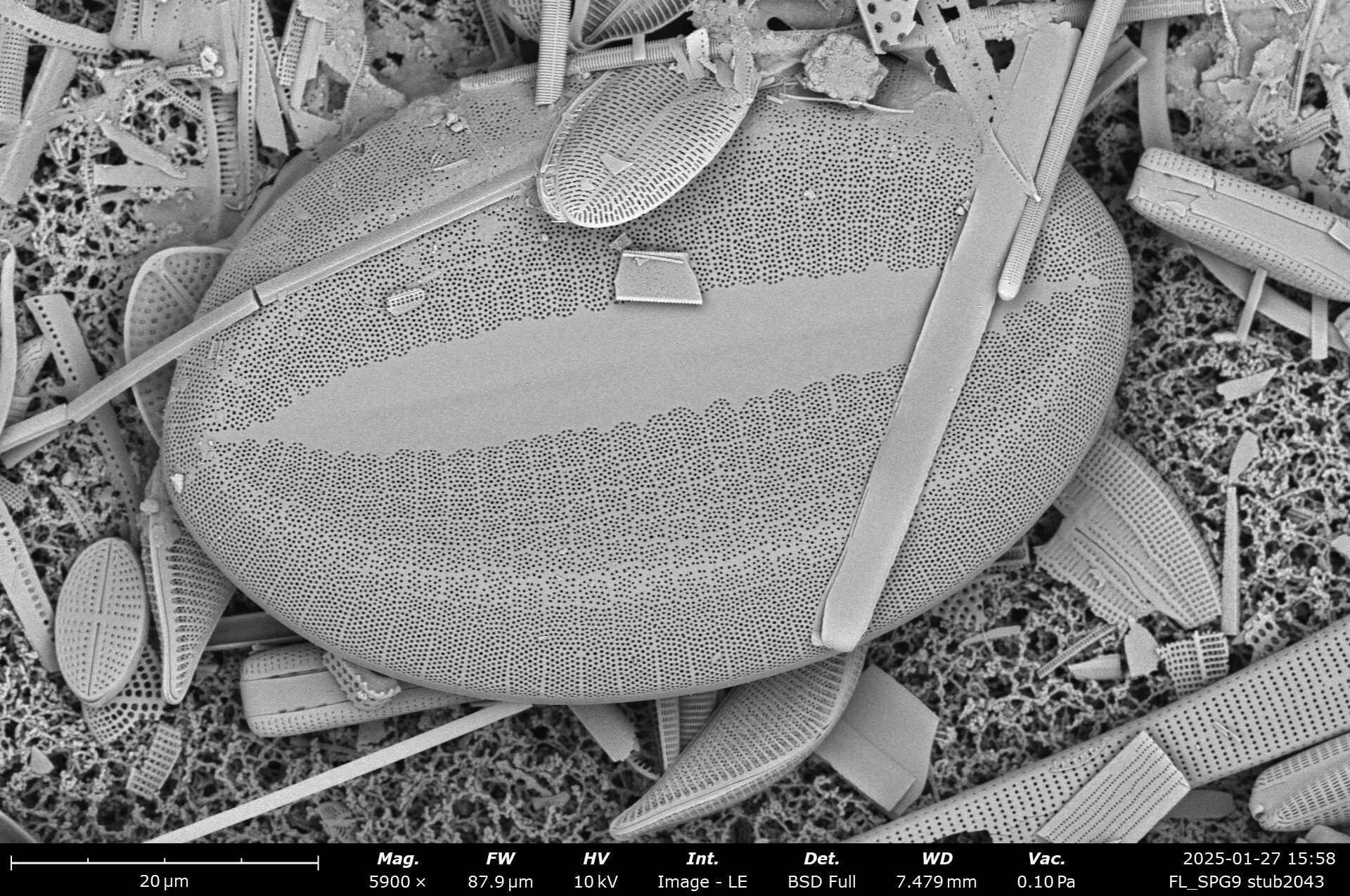 FL SPG9 stub2043 141 cocconeis