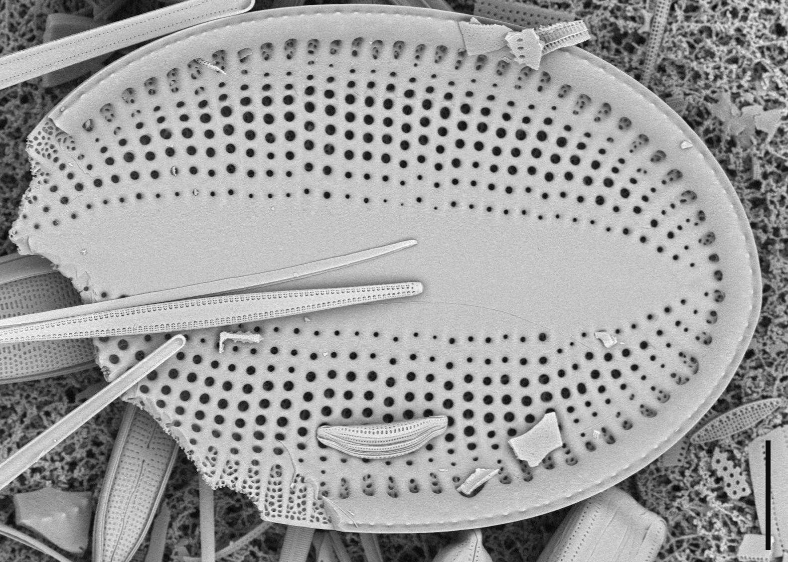 FL SPG9 stub2043 142 cocconeis 1 edited