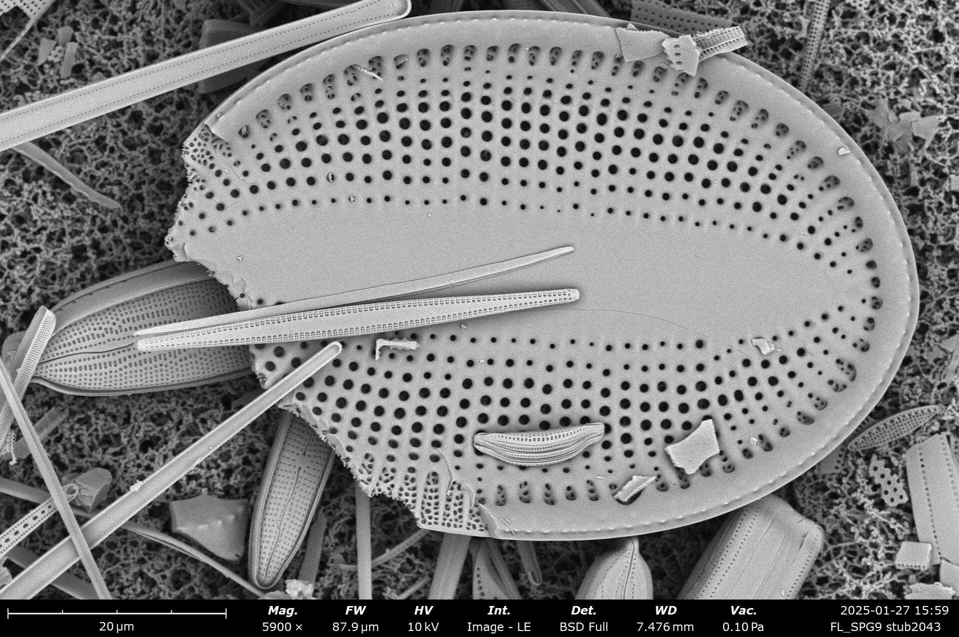 FL SPG9 stub2043 142 cocconeis