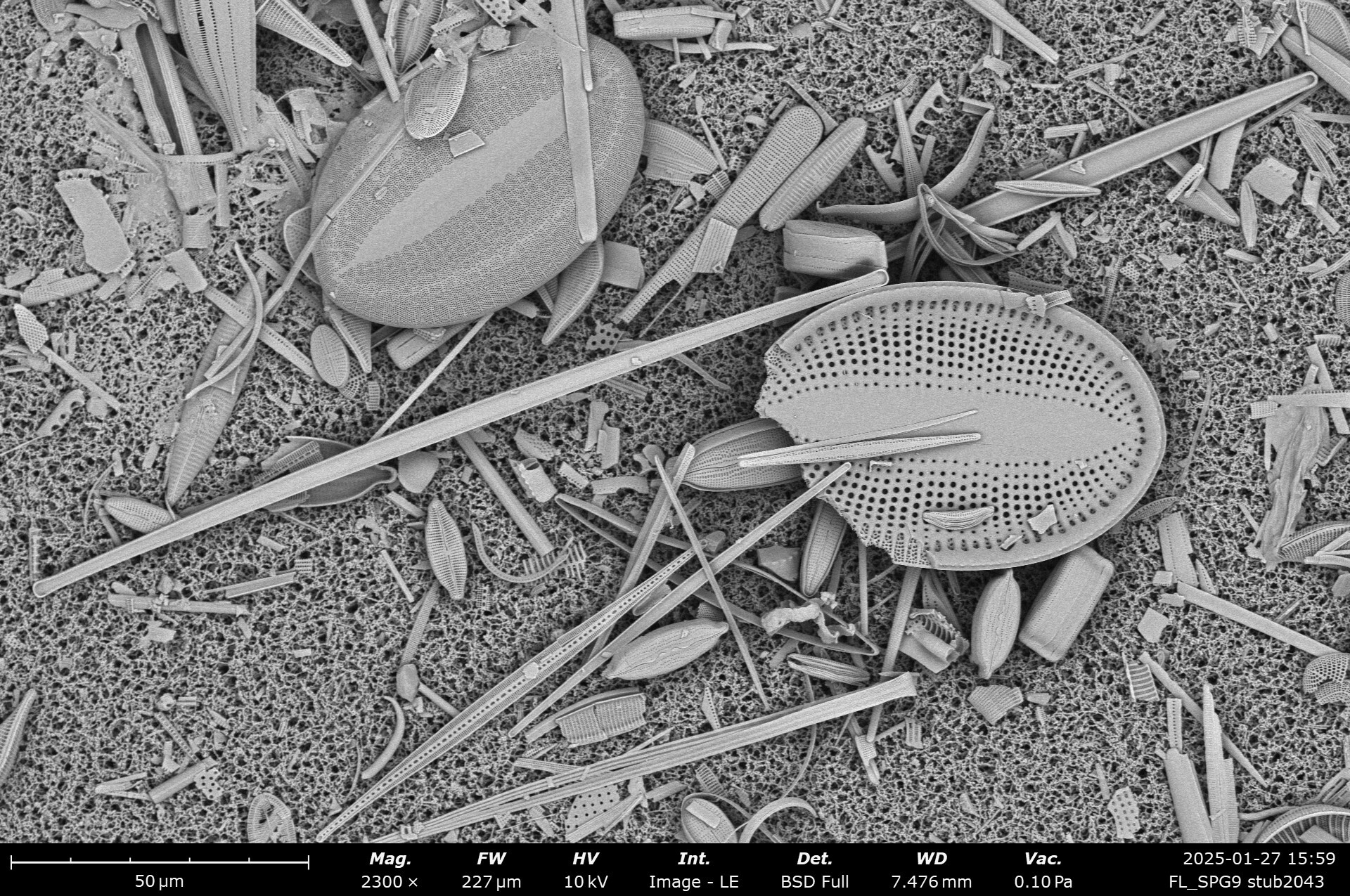 FL SPG9 stub2043 143 cocconeis