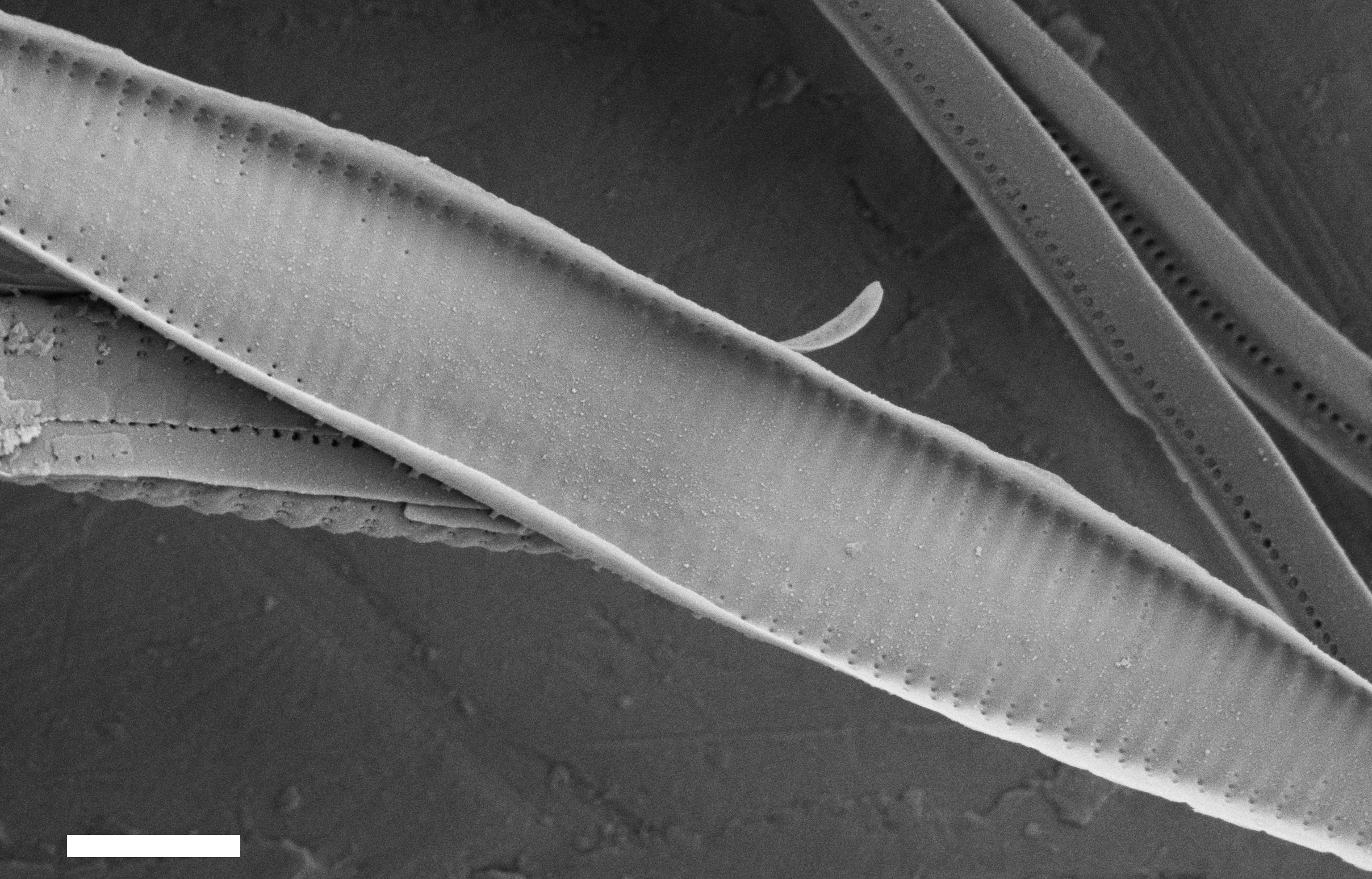 Fragilaria Longifusiformis SEM1