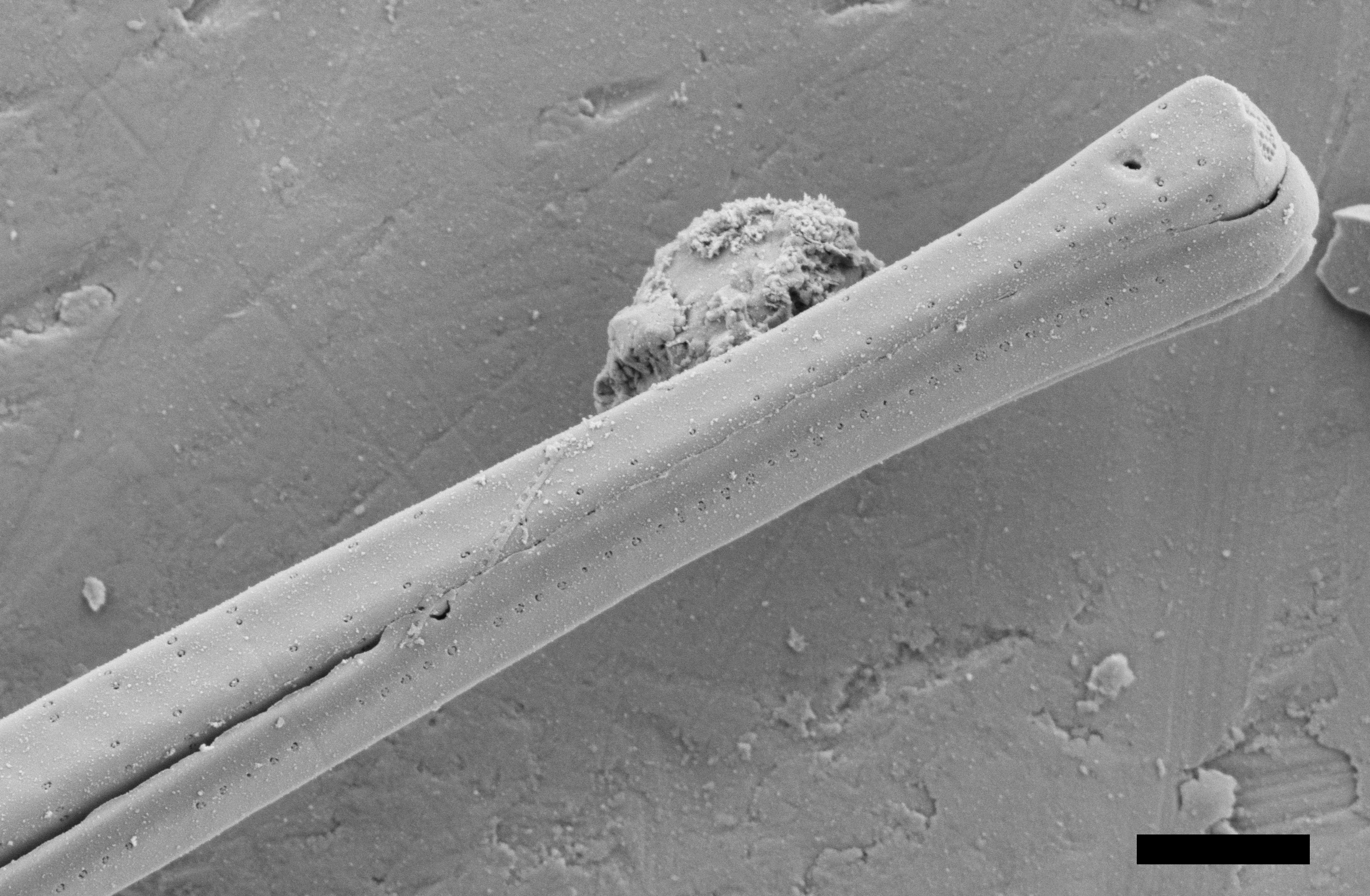 Fragilaria Longifusiformis SEM2