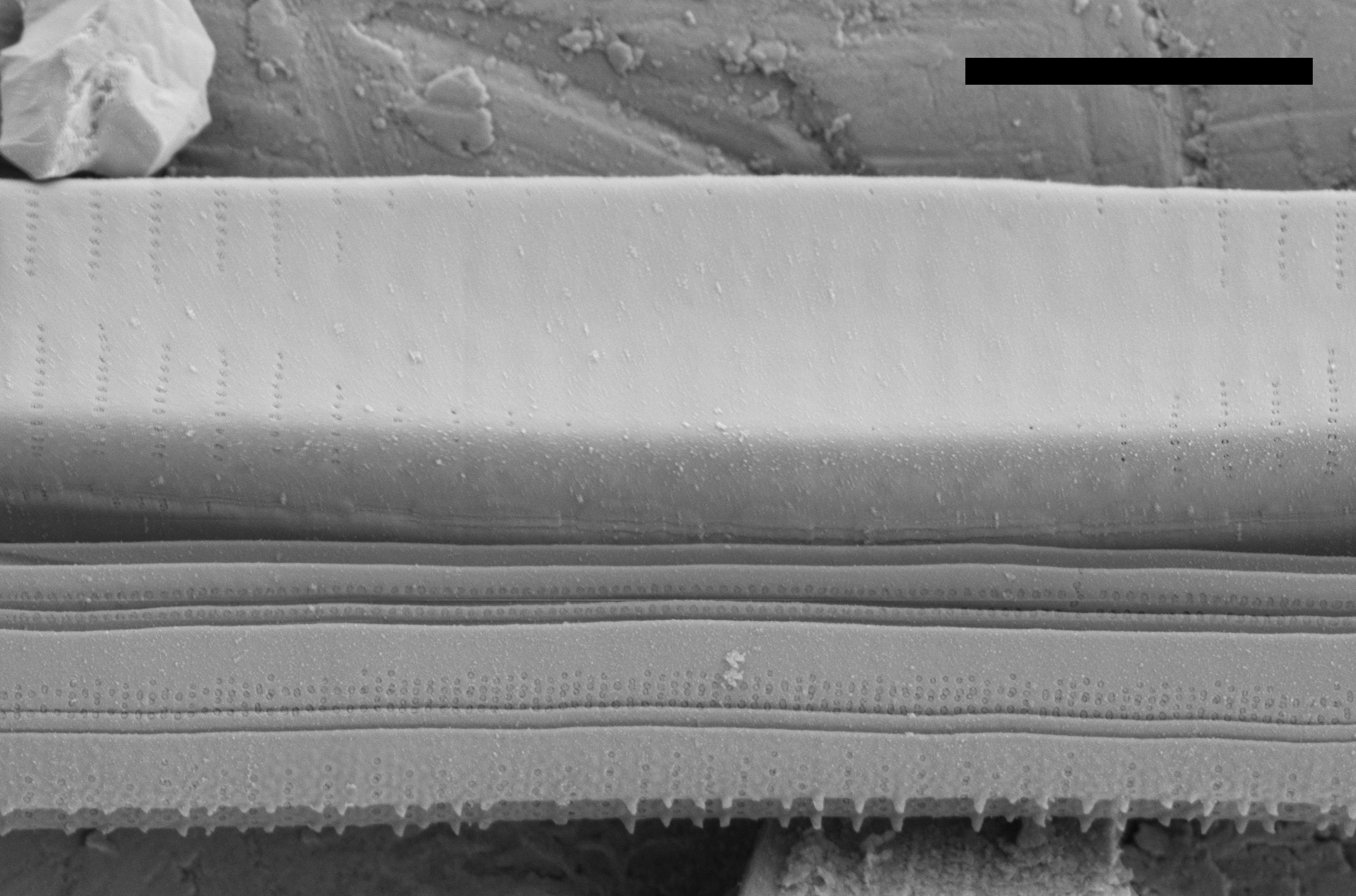 Fragilaria Longifusiformis SEM3