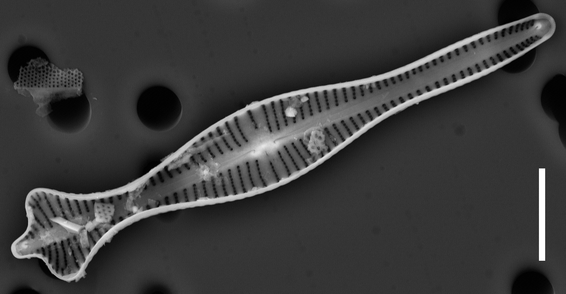 Gomphonema coronatum SEM1 INSTAAR 17661