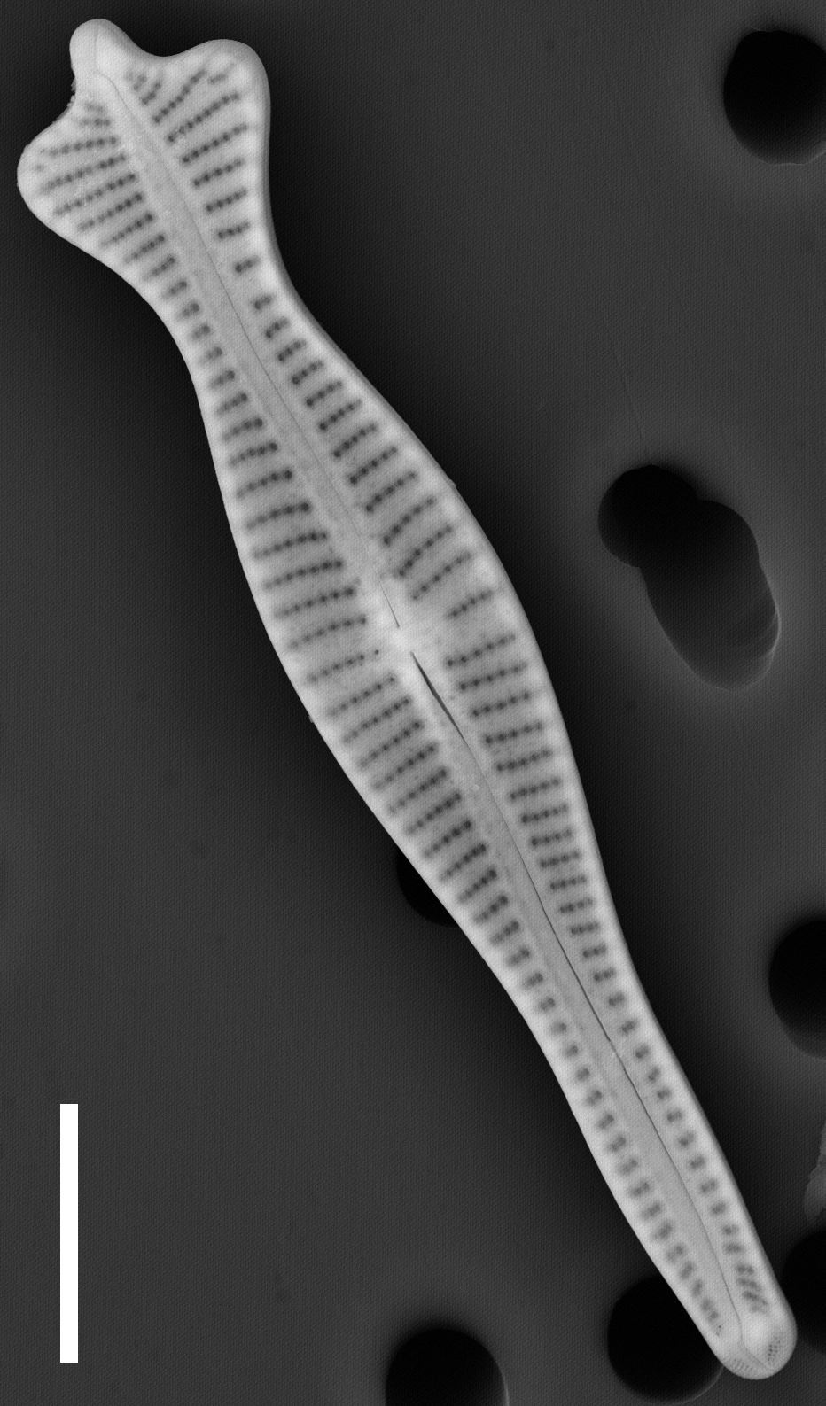 Gomphonema coronatum SEM2 INSTAAR 17661