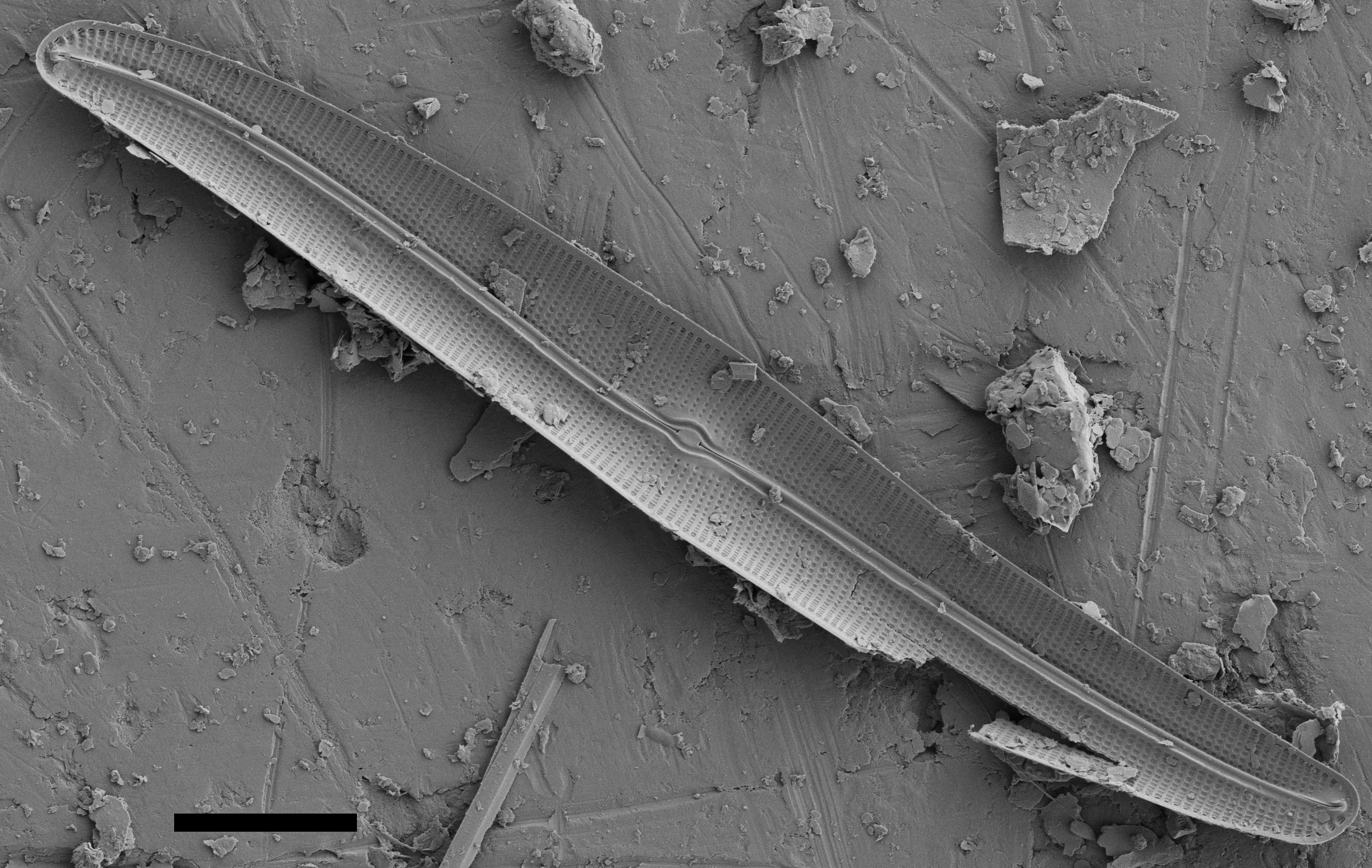 Gyrosigma Nodiferum SEM1 VA000316 026