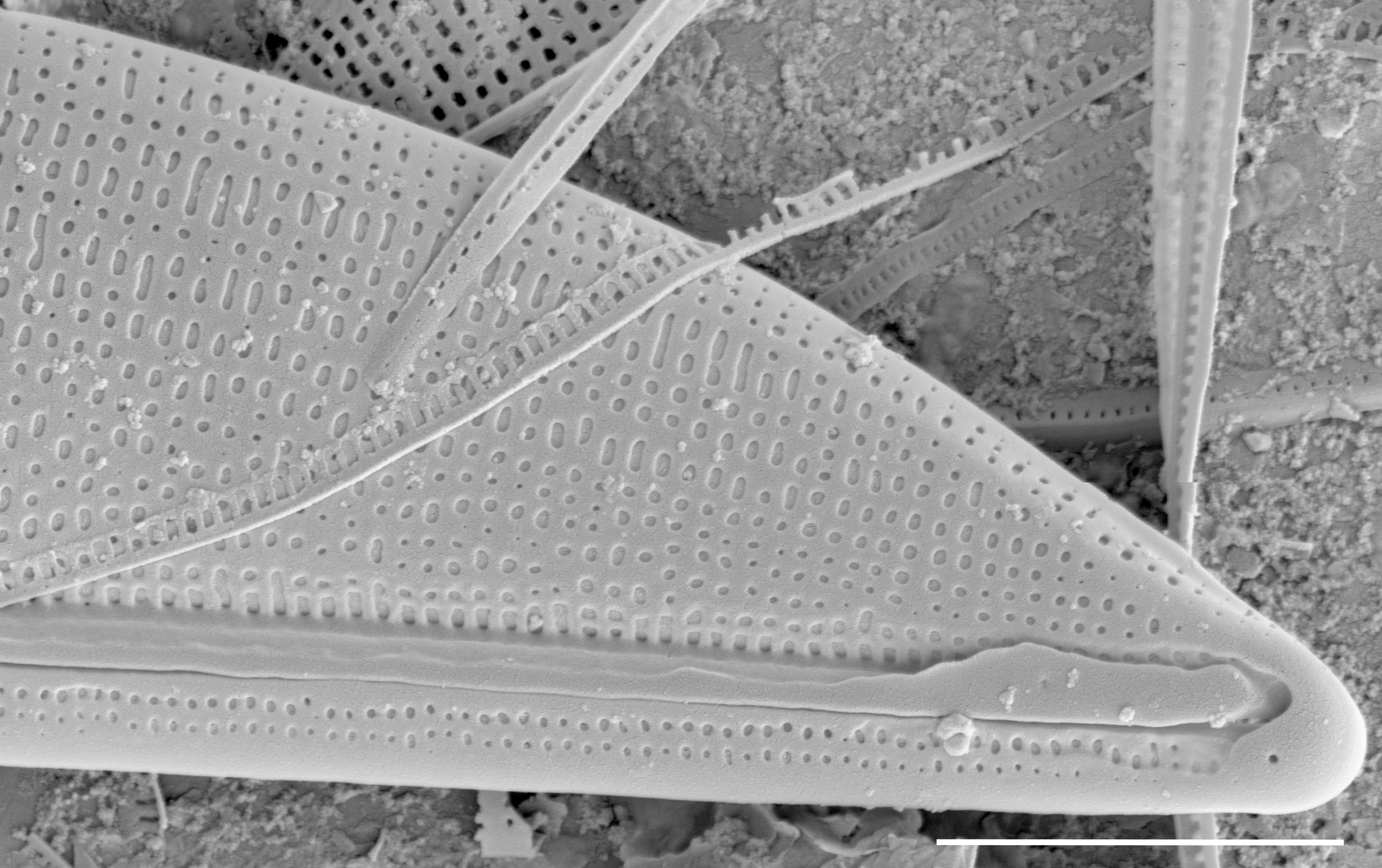 Halamphora baleenicola SEM4