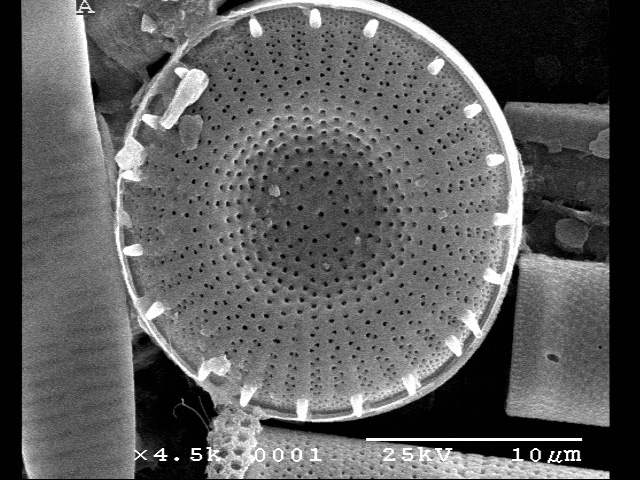 Lake  Erie  Er43  Steph Alpinus  Type  Ii  Iii One Remiprt Adj Fulto  Sem 1