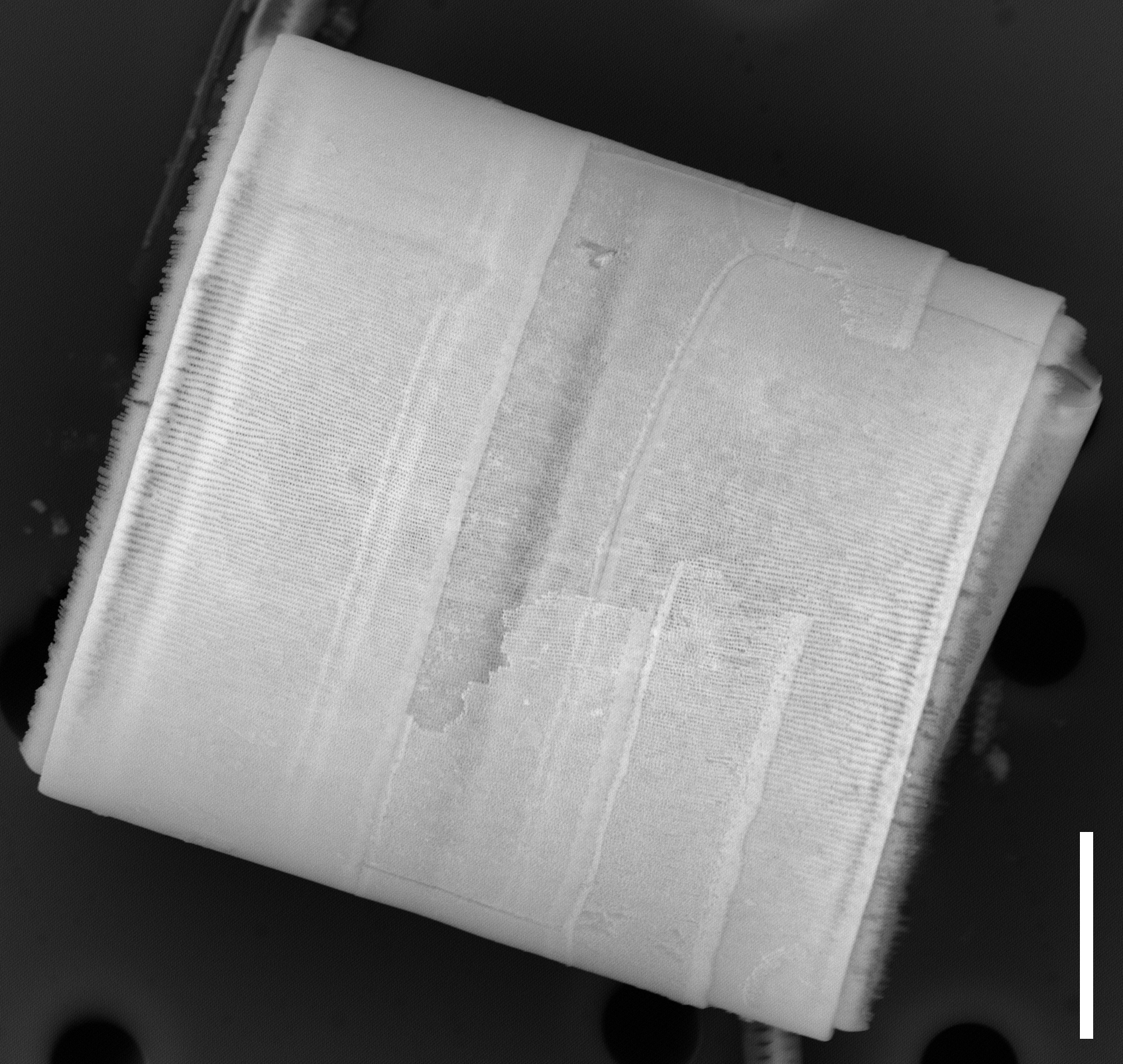 Melosira normannii SEM1