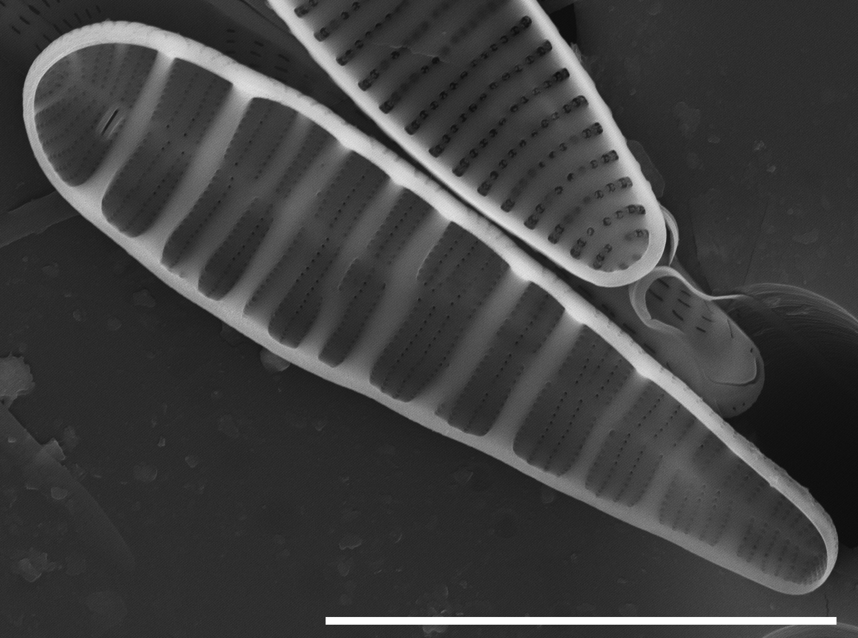 Meridion circulare SEM1