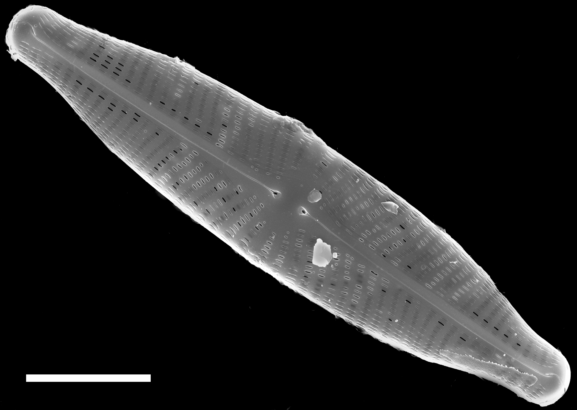 Navicula slesvicensis SEM1