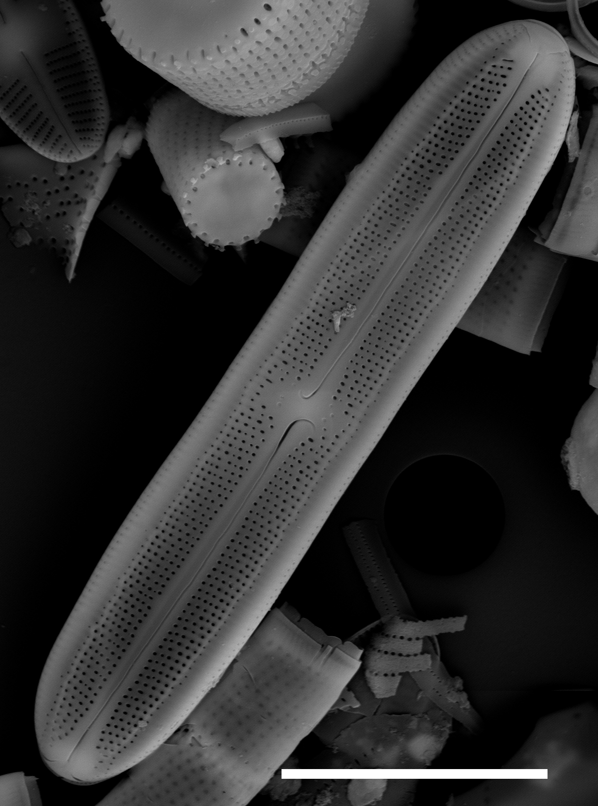 Neidium bisulcatum SEM1 10 µm