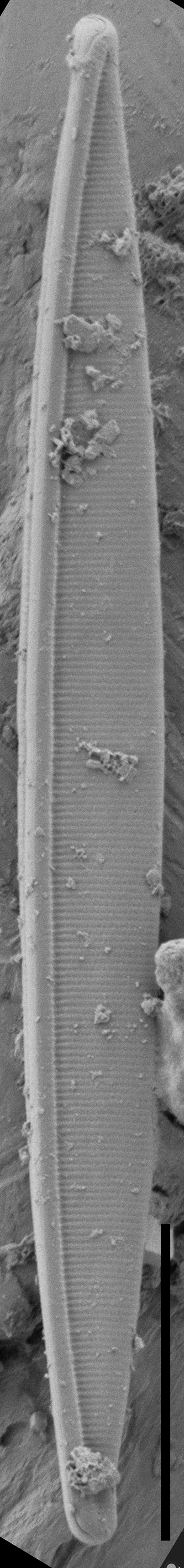 Nitschia alaskana SEM1