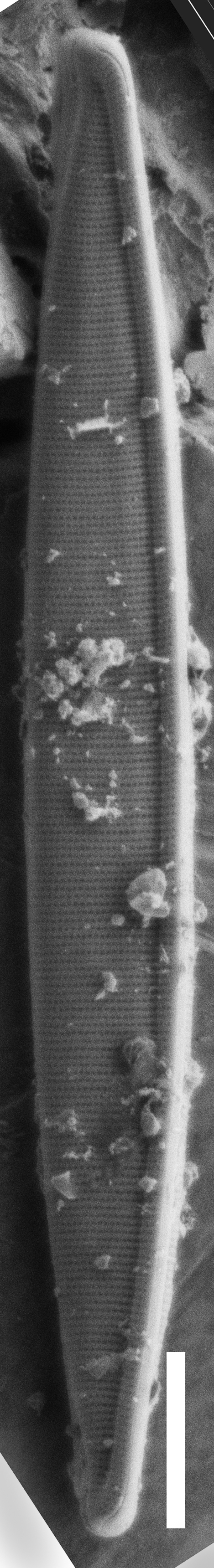 Nitschia alaskana SEM2