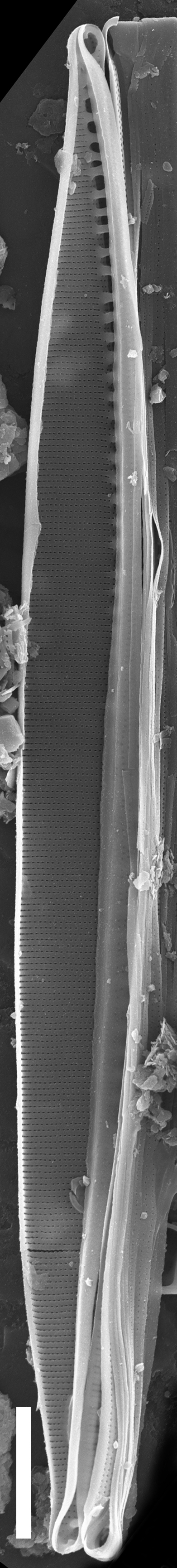 Nitschia alaskana SEM3