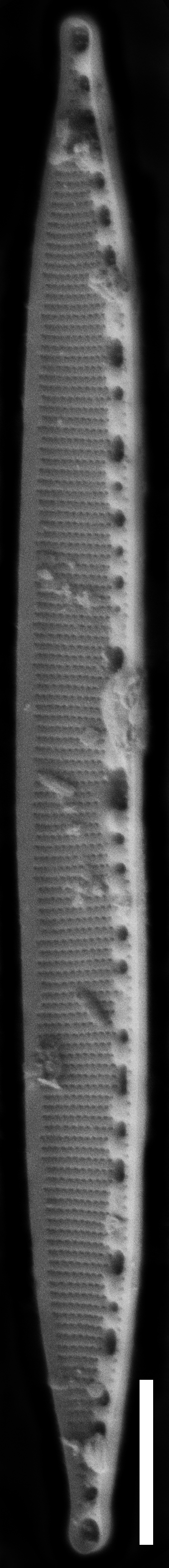 Nitzschia lacunicola SEM1