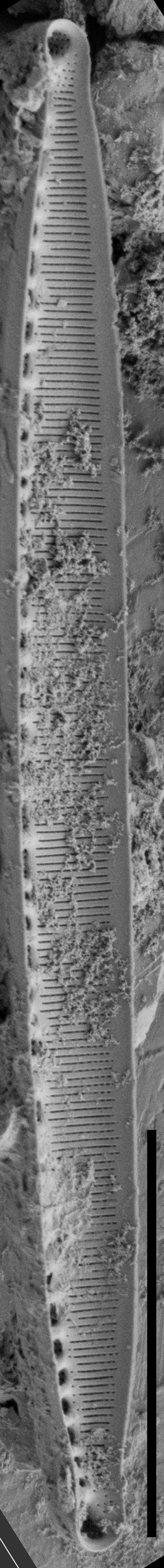 Nitzschia lacunicola SEM2