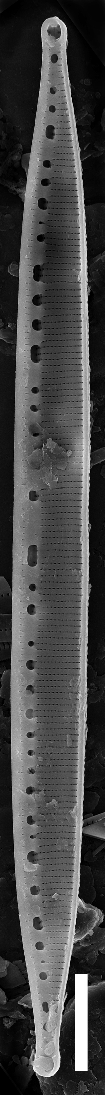 Nitzschia lacunicola SEM3