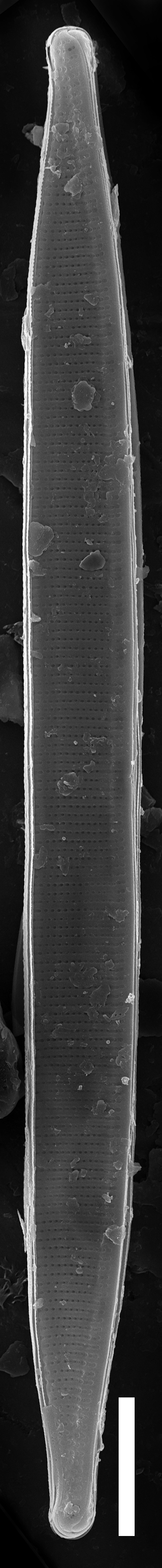 Nitzschia lacunicola SEM4