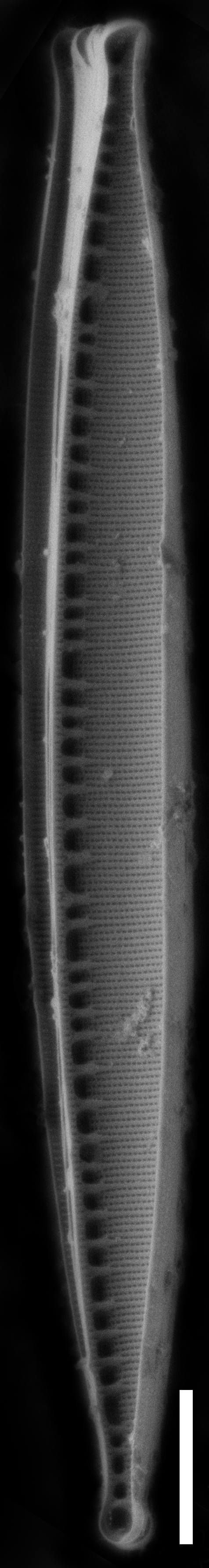 Nitzschia sublinearis SEM1