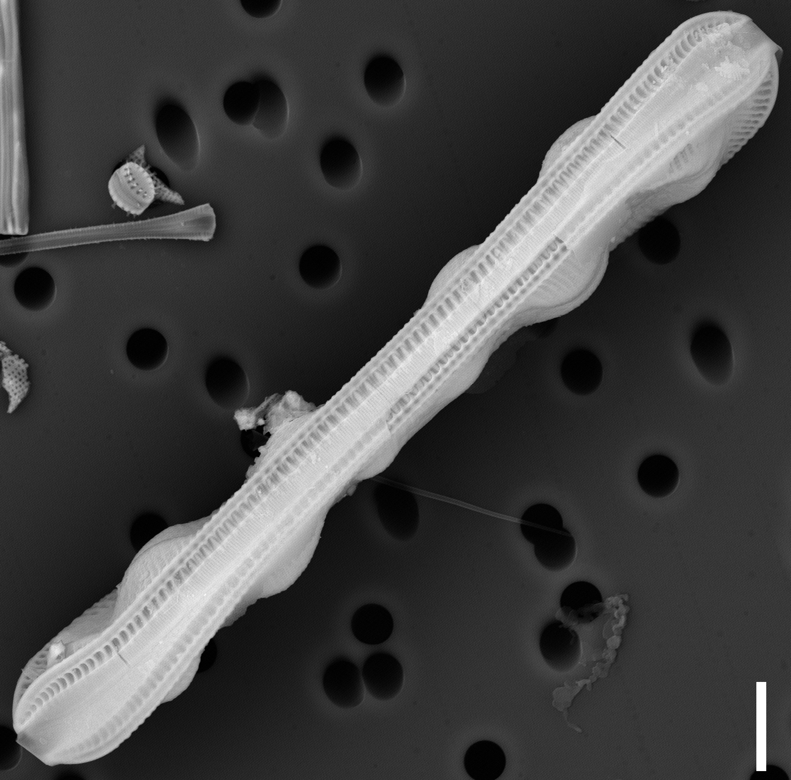 Surirella librile SEM2