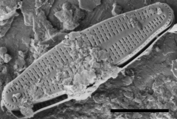 Achnanthidium thienemannii SEM1